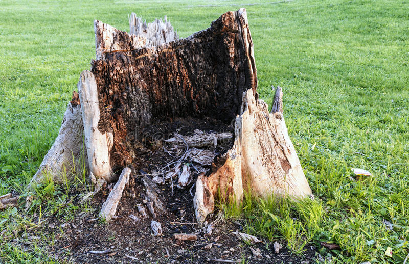 giant-rotten-tree-stump-ugly-middle-manicured-lawn-41074141