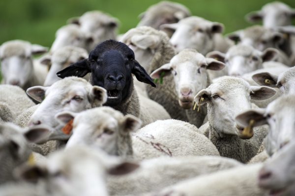 Herd of sheep, all white, one has a black face, black sheep, stand out,
