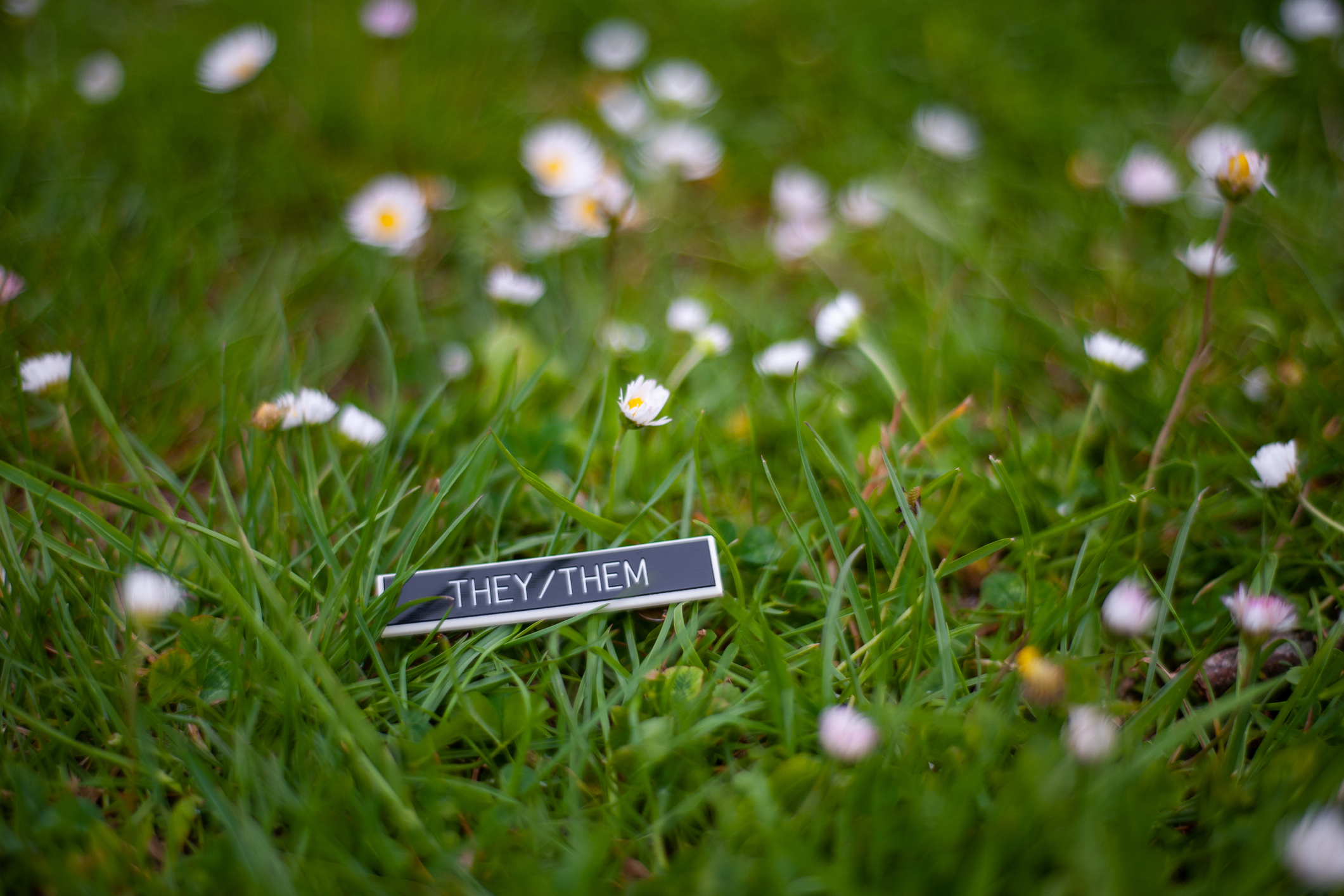 They/them pronouns name badge in grass and daisies