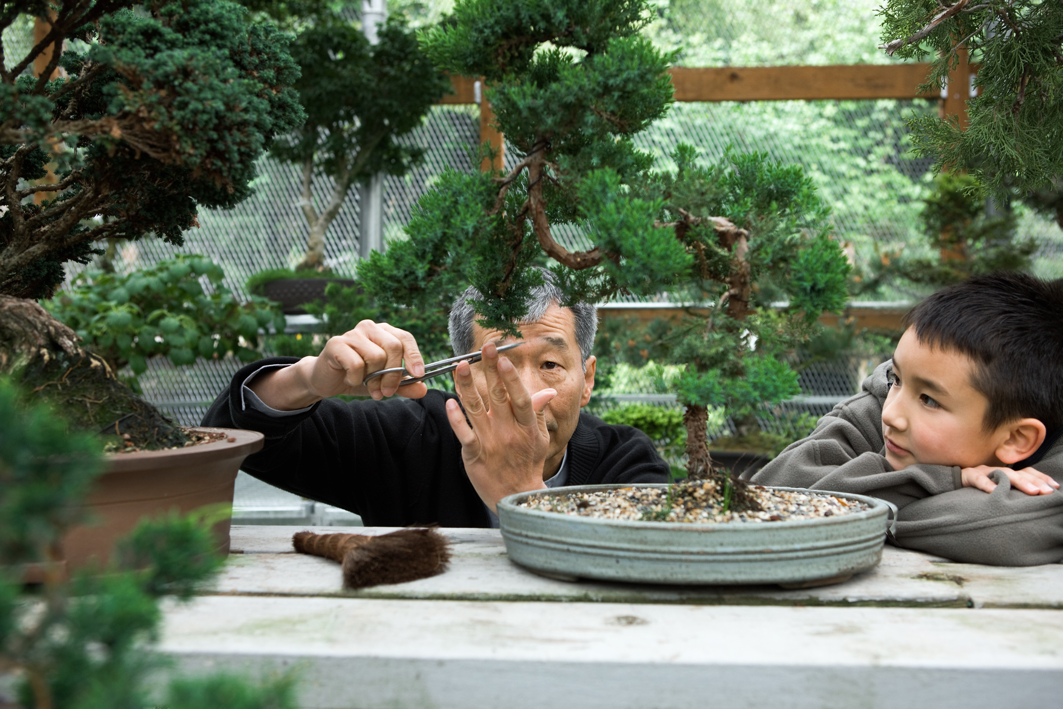 Senior Asian man trimming bonsai with childi