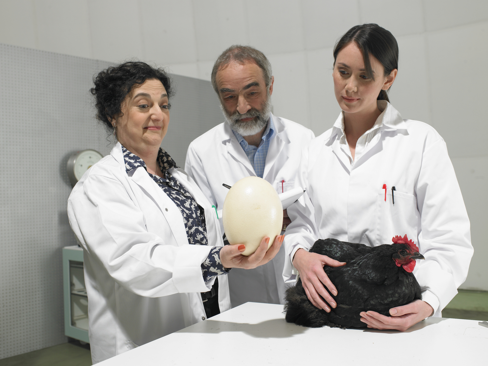 Scientists admire egg from chicken