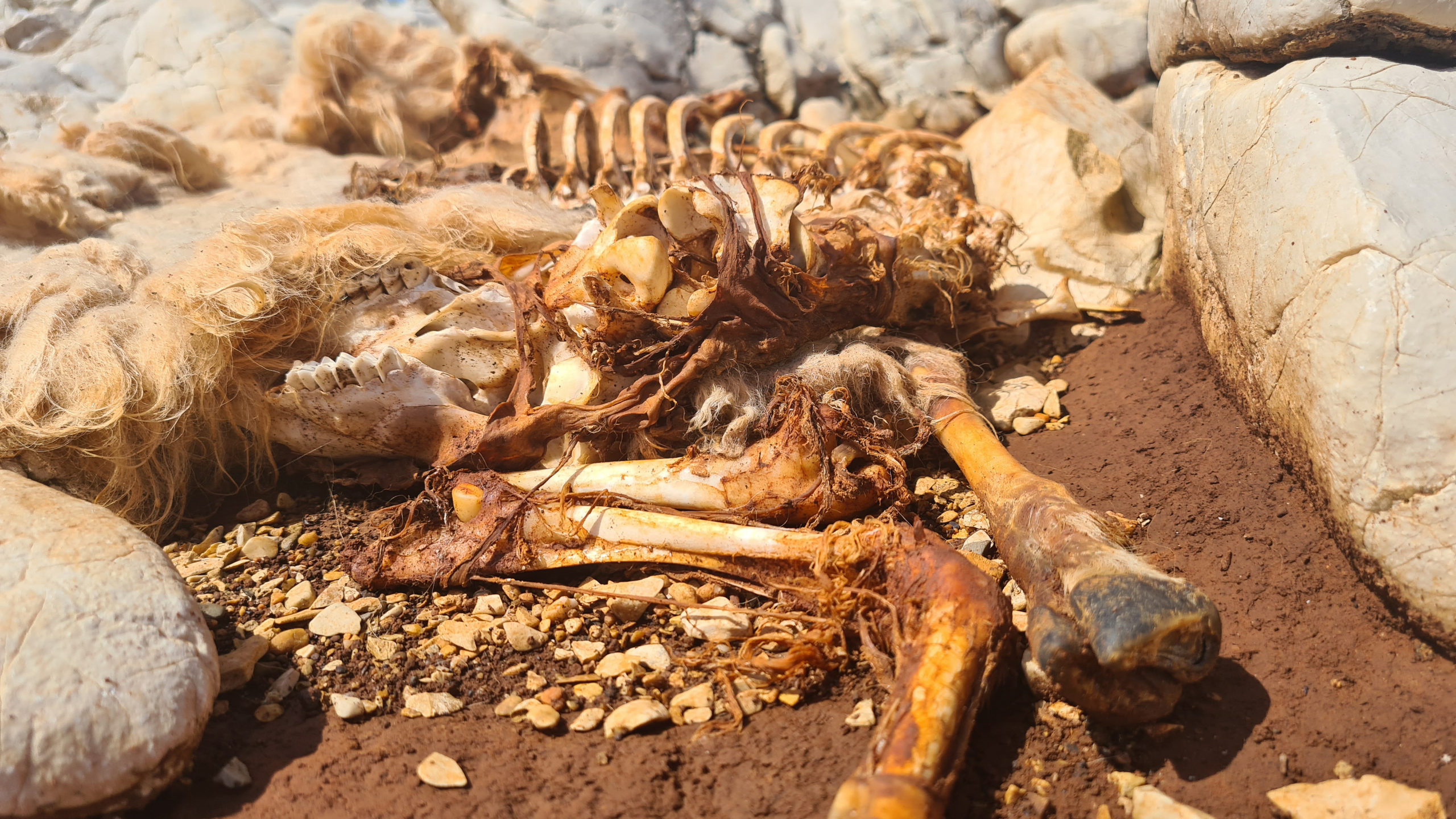 Sheep skeleton decomposing on dirty ground.