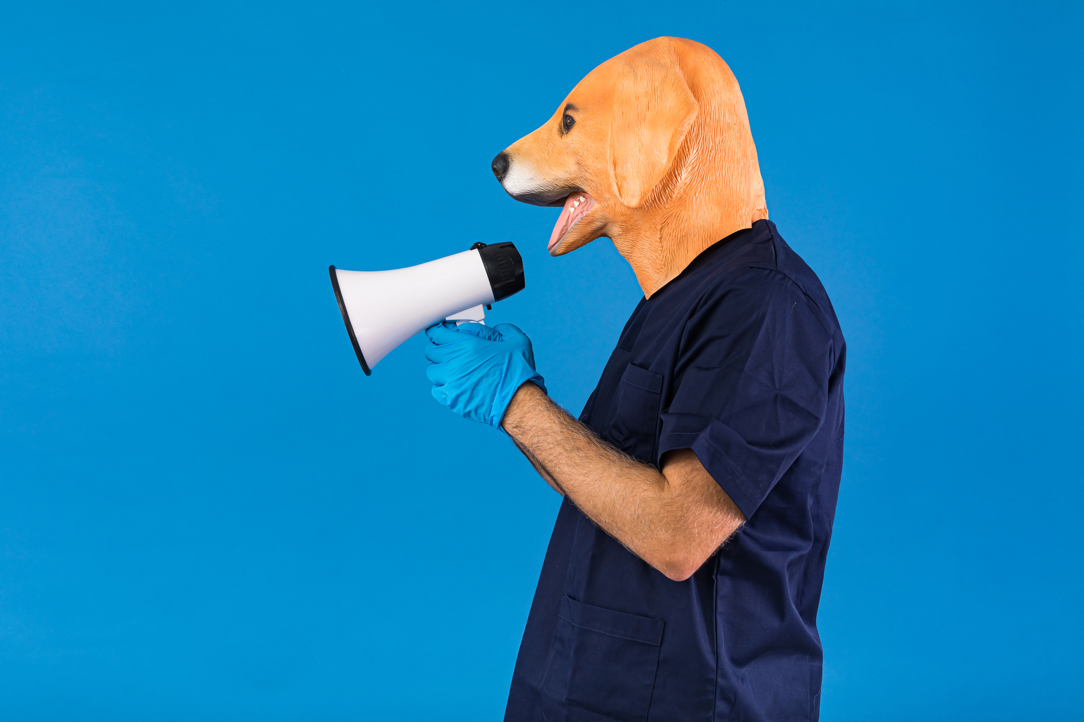 Person with dog mask, wearing vet, doctor and nurse outfit, holding a megaphone yelling, on blue background. Concept of pet, veterinary and care of pets and animals.