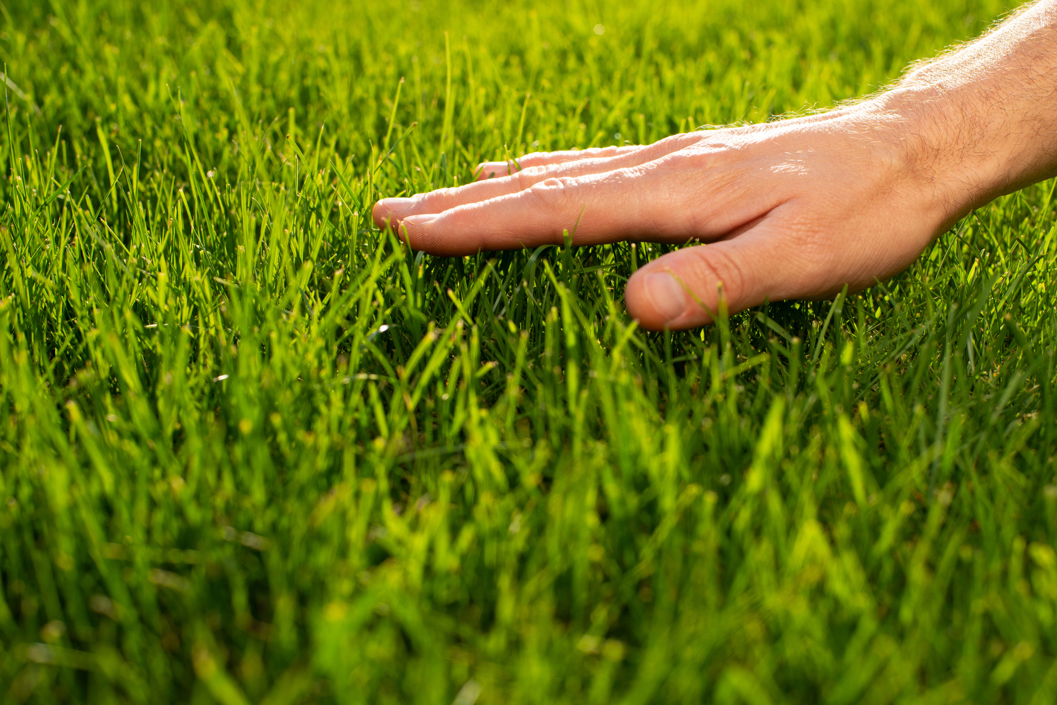 Human palm touching lawn grass low angle view
