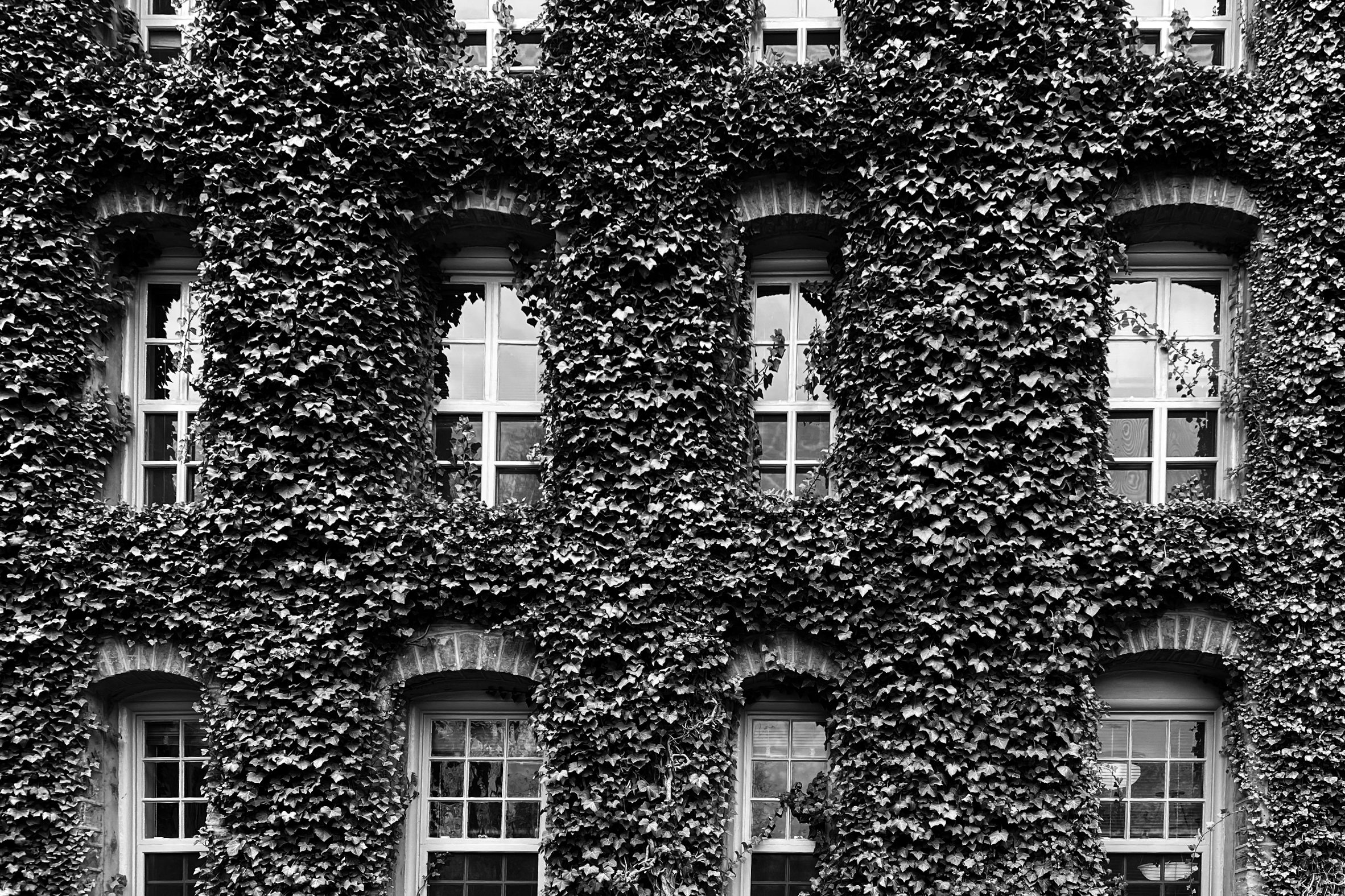 ivy covered building with rows of arched windows