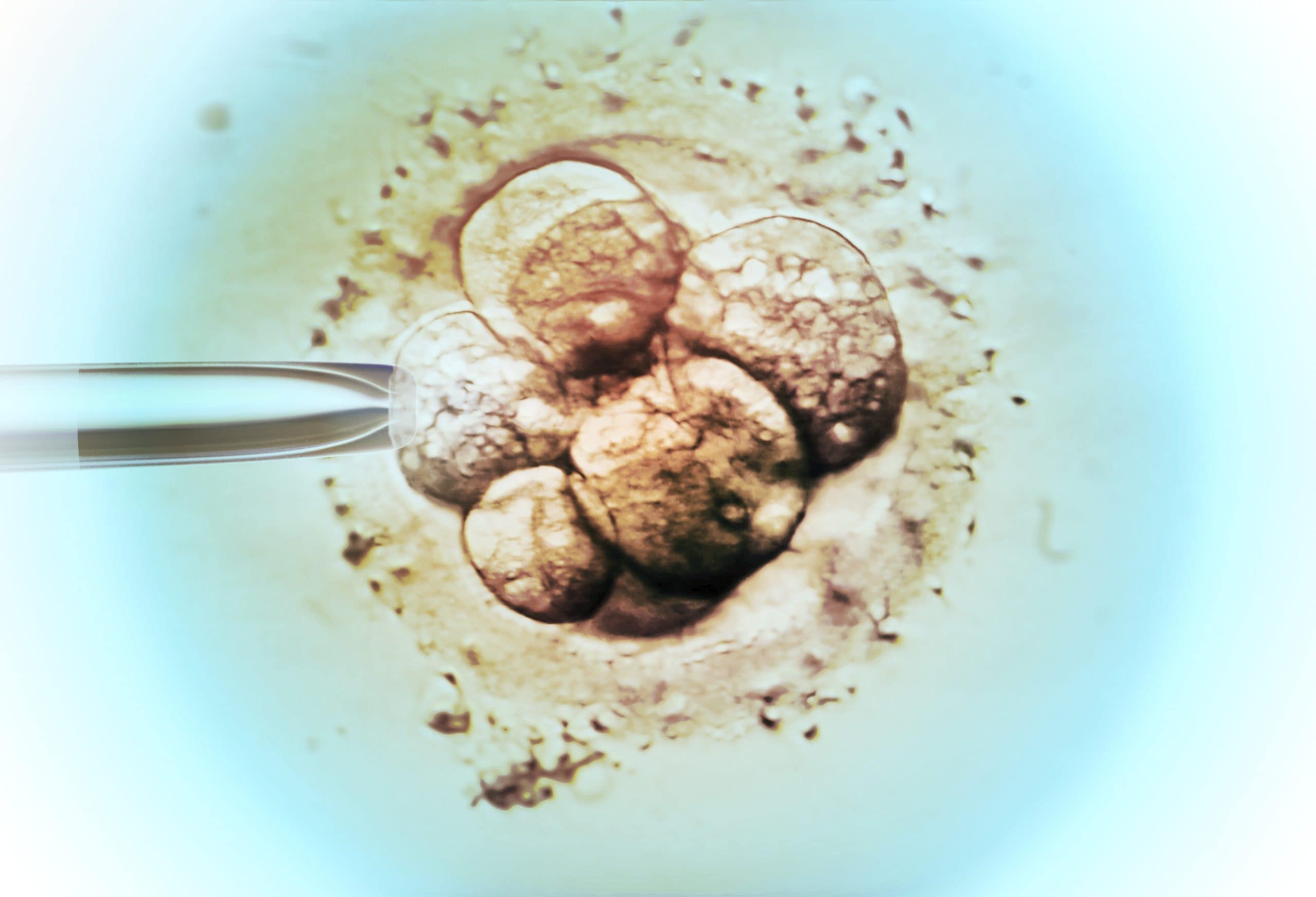 Embryo selection for IVF light micrograph