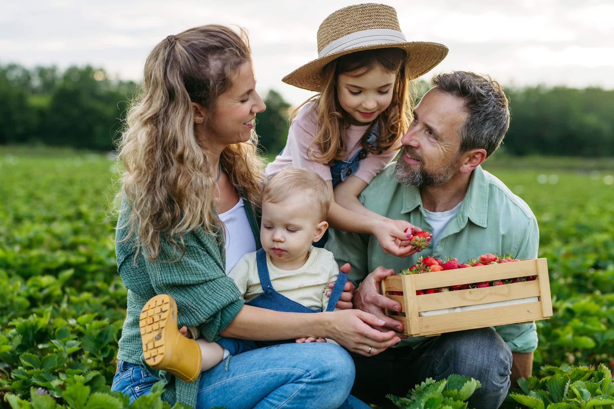 Portait of family harvesting fresh strawberies on farm.